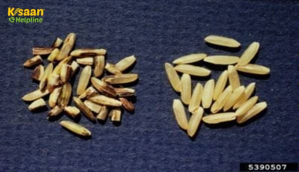 चावल की फसल की कर्नेल स्मट: चावल की कर्नेल स्मट का इलाज कैसे करें? चावल की फसल की कर्नेल स्मट: चावल की कर्नेल स्मट का इलाज कैसे करें?